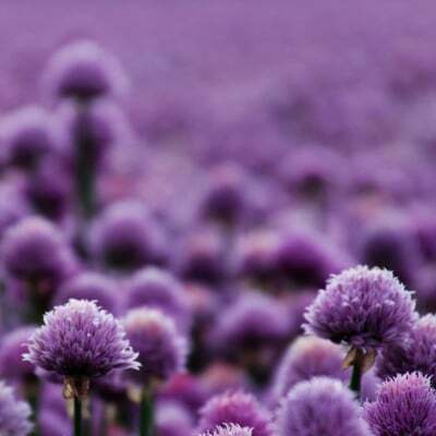 flowering-chives_hero-mobile